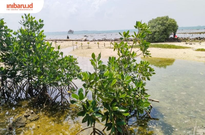 Deretan mangrove yang tumbuh subur di sepanjang garis pantai membuat Pulau Panjang yang menghijau terlihat kontras dengan birunya Laut Jawa.&nbsp;(Inibaru.id/ Sekarwati) &nbsp;