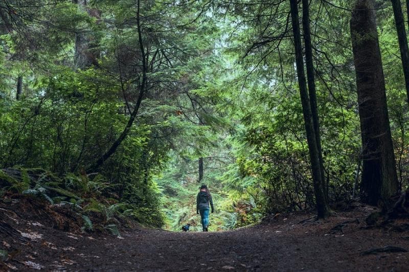 Jalan di area penuh pepohonan seperti kebun atau hutan juga bisa menghilangkan stres. (Pexels)