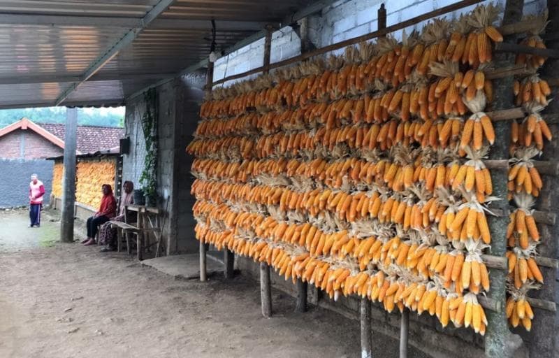 Teknik penyimpanan jagung yang unik di Padukuhan Gedong, Gunungkidul. (Pidjar/Roni Fadli)