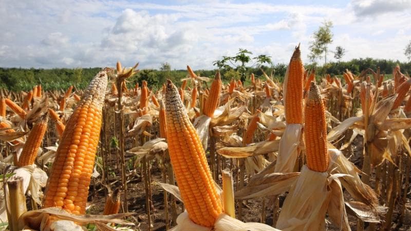 Jagung jadi salah satu tanaman yang kerap ditanam petani Gunungkidul. (Kementan)