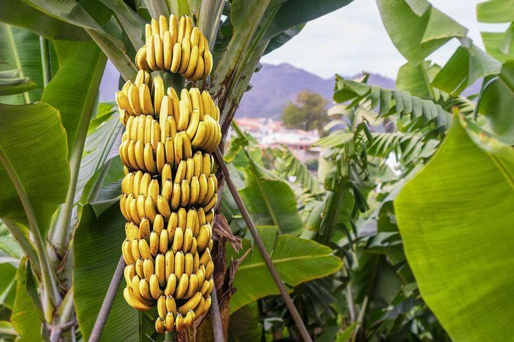 Sebuah wabah menyerang pohon pisang cavendish di seluruh dunia. (Shutterstock)