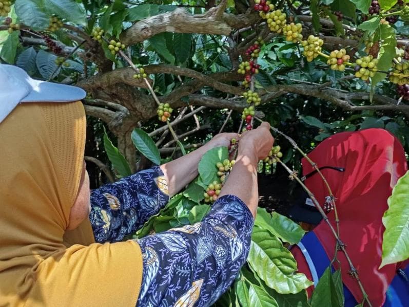 Produk pertanian kopi organik di Jawa Tengah mengalami peningkatan. (Humas Pemprov Jateng)&nbsp;