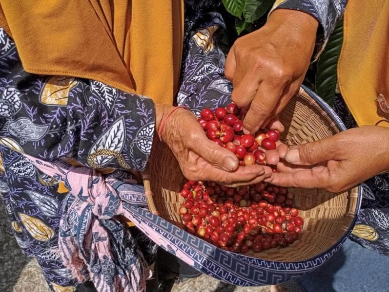 Untuk mendapatkan sertifikasi organik, ada sejumlah syarat yang harus dipenuhi petani. (Humas Pemprov Jateng)