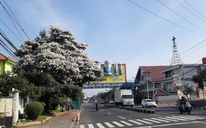 Bunga tabebuya di depan SMA 1 Ungaran. (Inibaru.id/Arie Widodo)