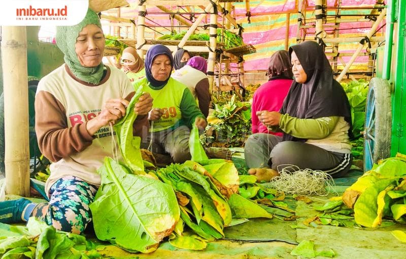 Buruh dari PR Gambang Sutra Kudus tengah memilah tembakau hasil panen sebelum dijemur. (Inibaru.id/ Sekarwati)&nbsp;