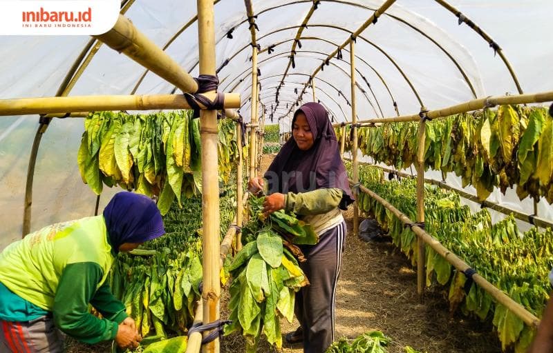 Penjemuran tembakau di pusat produksi tingwe Desa Dersalam, Kecamatan Bae, Kabupaten Kudus. (Inibaru.id/ Sekarwati)