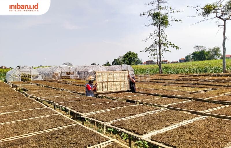 Tingwe yang telah dirajang dikeringkan di atas paparan sinar matahari.&nbsp;(Inibaru.id/ Sekarwati)