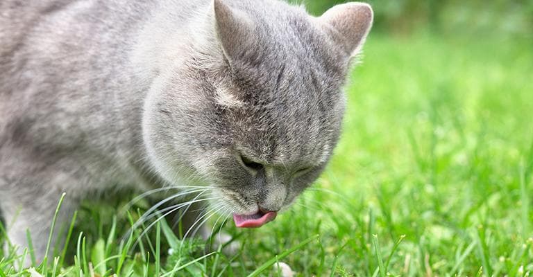 Kucing makan rumput untuk mengatasi gangguan pencernaan. (Shebacat)