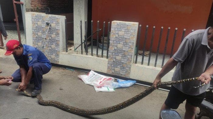 Damkar Jepara berhasil evakuasi ular piton sepajang 3 meter yang bersembunyi di saluran rumah warga di Desa Bulu RT 01 RW 01, Kecamatan Jepara, Kabupaten Jepara. (Tribunnews) 