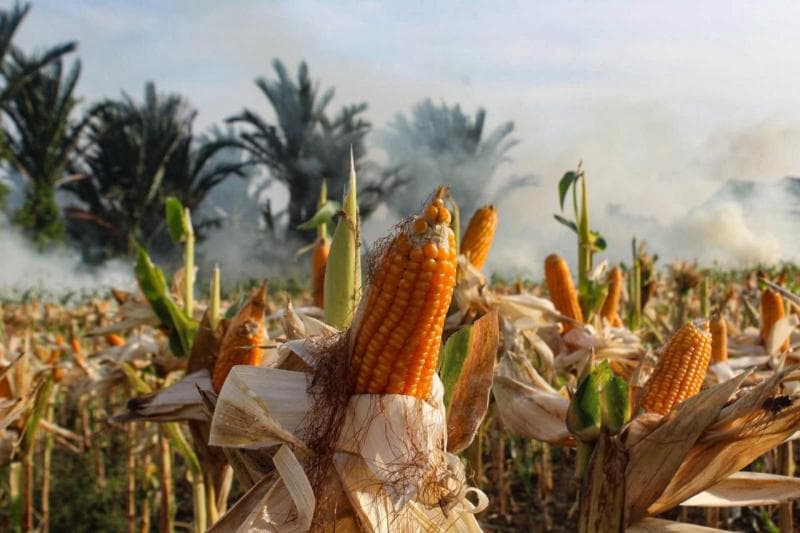 Jagung adalah salah satu bahan alternatif pengganti nasi yang mudah ditemukan dan mengenyangkan. (Ajnn/Imamatunnisa Farha)