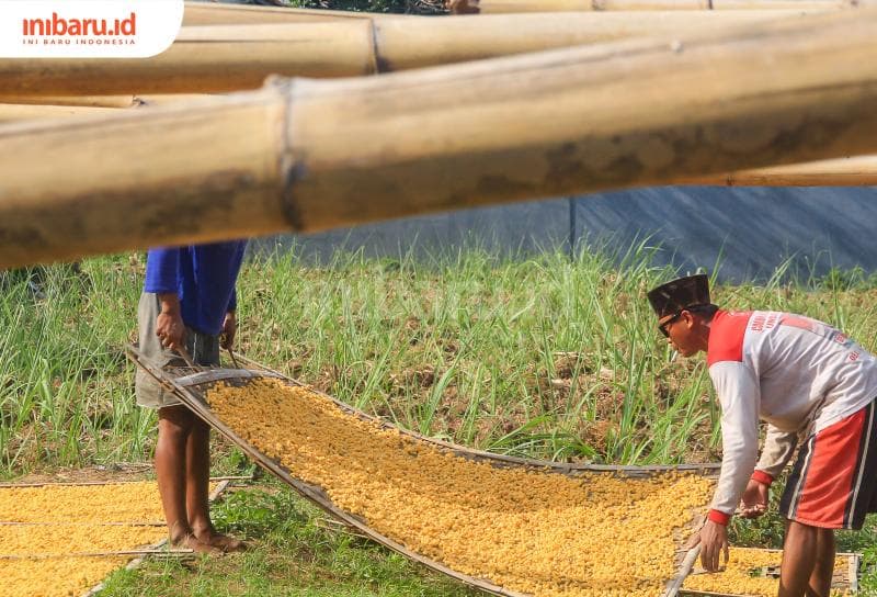 Dengan mengandalkan terik matahari, proses penjemuran marning jagung di Desa Jurang, Kecamatan Gebog, Kudus, bisa berlangsung hingga 2-3 hari. (Inibaru.id/ Imam Khanafi)