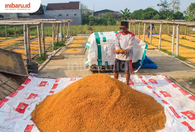 Mbah Min bekerja bersama Yulianto untuk memastikan jagung benar-benar kering sebelum dijadikan marning. (Inibaru.id/ Imam Khanafi)