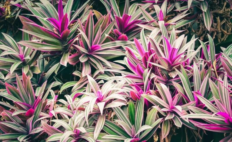 Daun andong banyak ditemukan di Gunung Andong. (Pexels/Chris F)