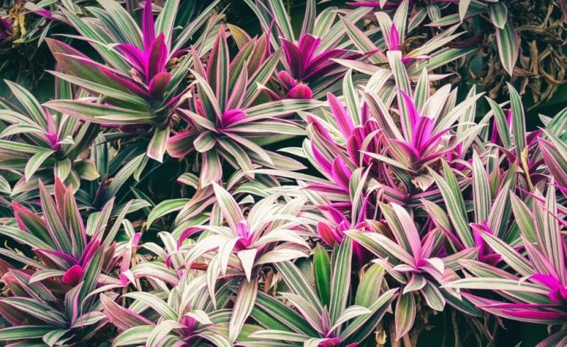 Daun andong banyak ditemukan di Gunung Andong. (Pexels/Chris F)
