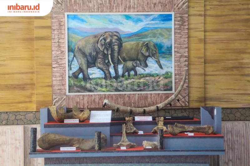 Koleksi fosil gajah purba dikumpulkan dalam satu tempat di Museum Patiayam. (Inibaru.id/ Imam Khanafi)