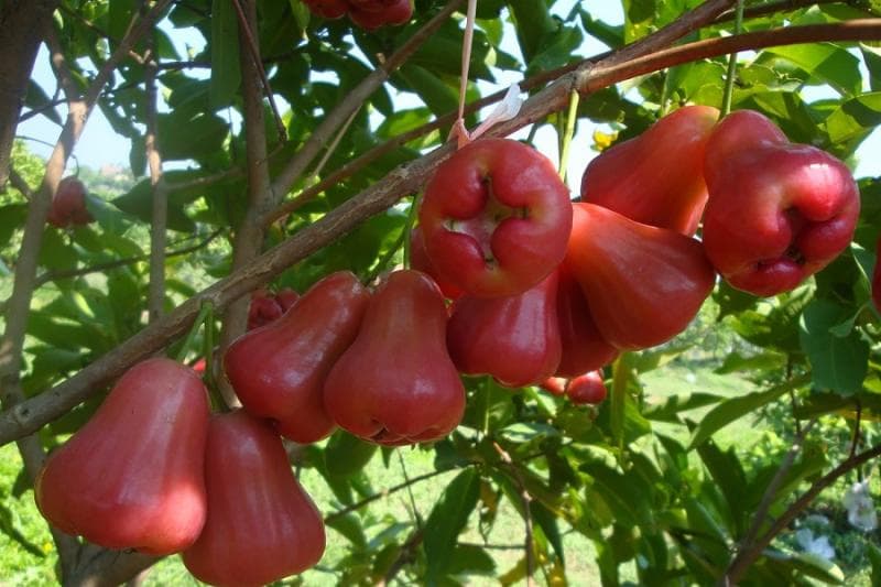 Jambu citra banyak tumbuh di Kecamatan Gunungwungkal, Pati. (Tanilink)