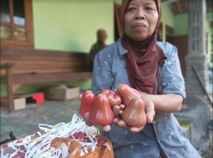 Warga Kecamatan Gunungwungkal, Pati mengaku bisa mengirim jambu citra sampai ke Jakarta. (Joglojateng/Luthfi Majid)