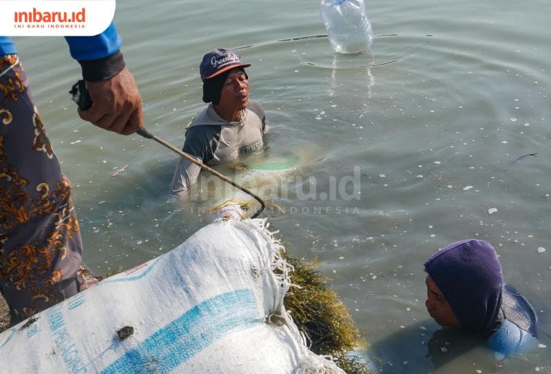 Per sembilan hari, seorang pembudi daya bisa menghasilkan 8 ton rumput laut dari tambak seluas 9 hektare. (Inibaru.id/ Sekarwati)&nbsp;