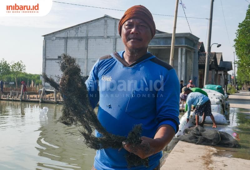 Selain dalam kondisi basah, rumput laut juga bisa dijual dalam kering tergantung permintaan dari pembeli. (Inibaru.id/ Sekarwati)&nbsp;