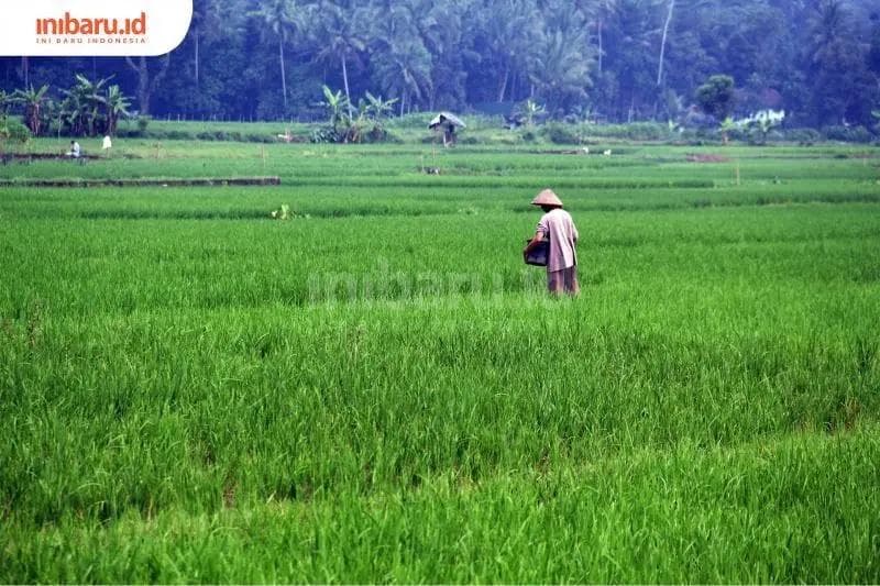 Profesi pertanian dianggap nggak menjanjikan bagi anak muda di Indonesia. (Inibaru.id/ Triawanda Tirta Aditya)