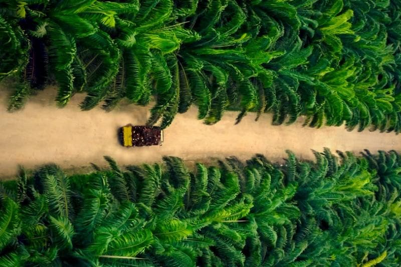 Ilustrasi: Perkebunan kelapa sawit di Pulau Jawa. (Teladanprima)