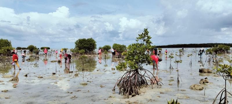 Thothok ada banyak di area ekosistem padang lamum yang terhampar luas di daerah Terusan. (Festival Thothok Terusan)