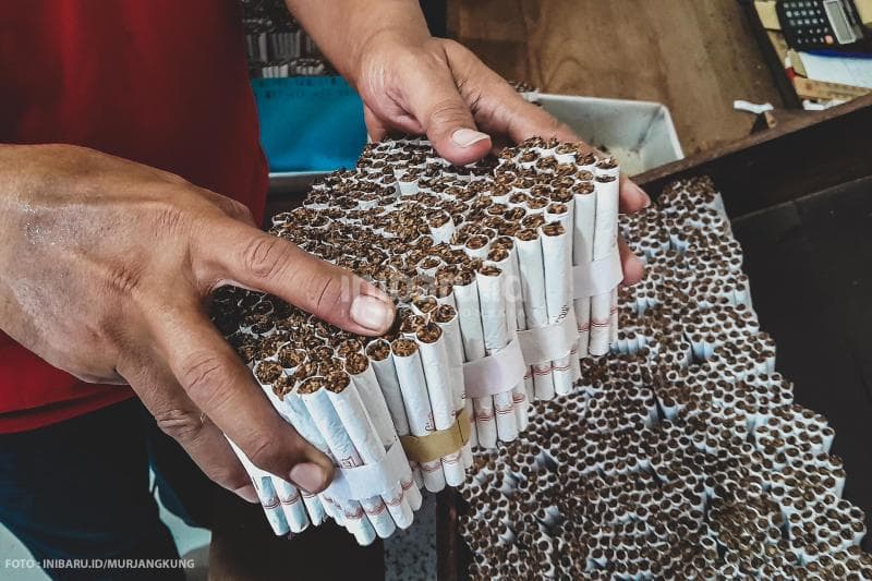 Setelah dirapikan, rokok Praoe Lajar siap untuk dikemas dan diedarkan.