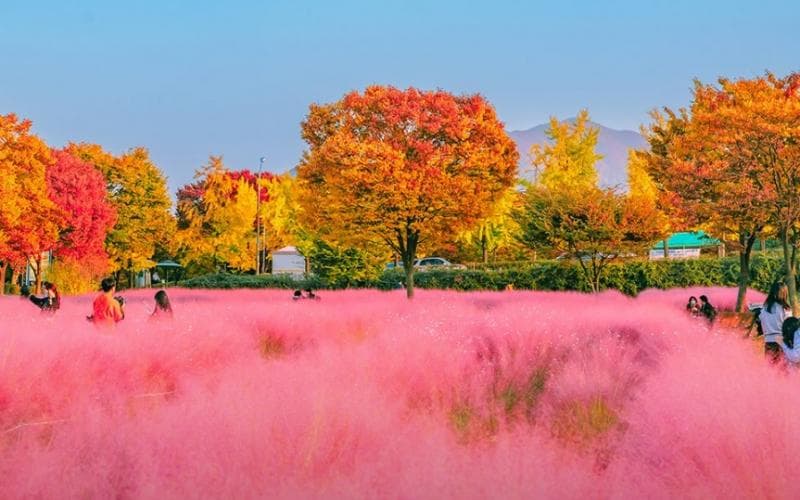 Musim gugur di Korea dengan pemandangan rumput merah muda. (X/KoreanTravel)