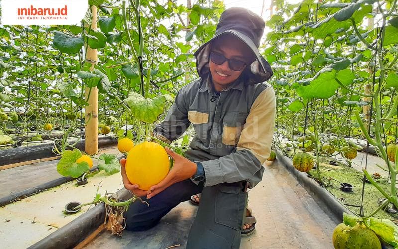 Pengelola&nbsp;Guanjun Farm Kudus M Unggul Tri Budiharjo menunjukan salah satu varietas melon yang ditanamnya. (Inibaru.id/ Imam Khanafi)