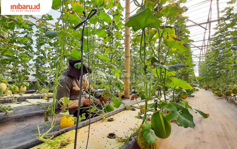 Unggul merasa percaya diri dengan buah melon hasil budi dayanya di Guanjun Farm. (Inibaru.id/ Imam Khanafi)