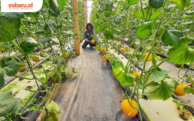 Ada empat varietas melon yang dikembangkan Unggul di Guanjun Farm Kudus. (Inibaru.id/ Imam Khanafi)