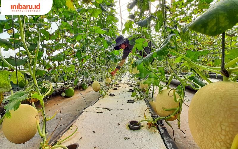 Selain kebun budi daya melon hidroponik, pada musim panen Guanjun Farm juga menawarkan paket wisata edukasi dengan harga terjangkau. (Inibaru.id/ Imam Khanafi)