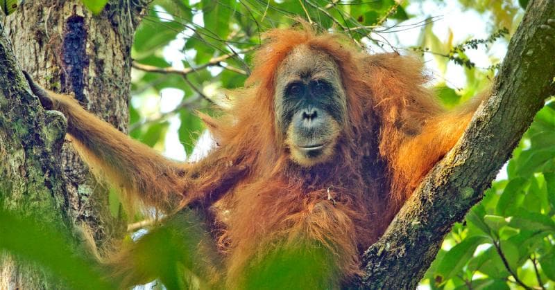 Masyarakat adat sangat menghormati orangutan tapanuli. (via hutanhujan)