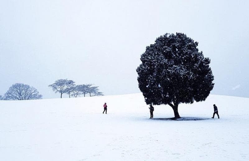 Lonely Tree di Seoul Olympic Park. (@jazzitup2014)