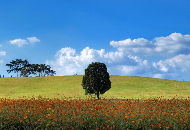 Lonely Tree saat musim semi. (Flickr/nexttrend_flckr)