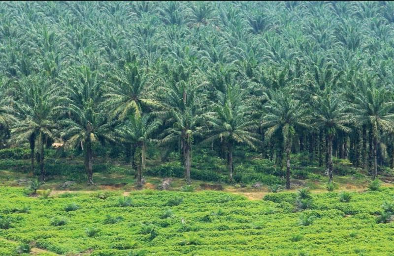 Perkebunan kelapa sawit, berdampak baik atau buruk bagi lingkungan, ya? (Klikpajak)