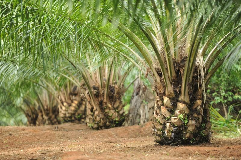 Kelapa sawit bisa memberikan dampak bagi air dan udara. (korindonews)