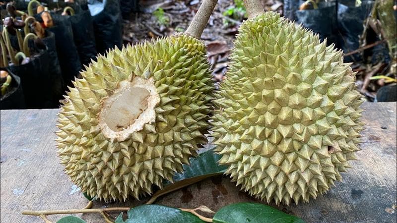 Durian sisa tupai. (YouTube/Borneo Forester)