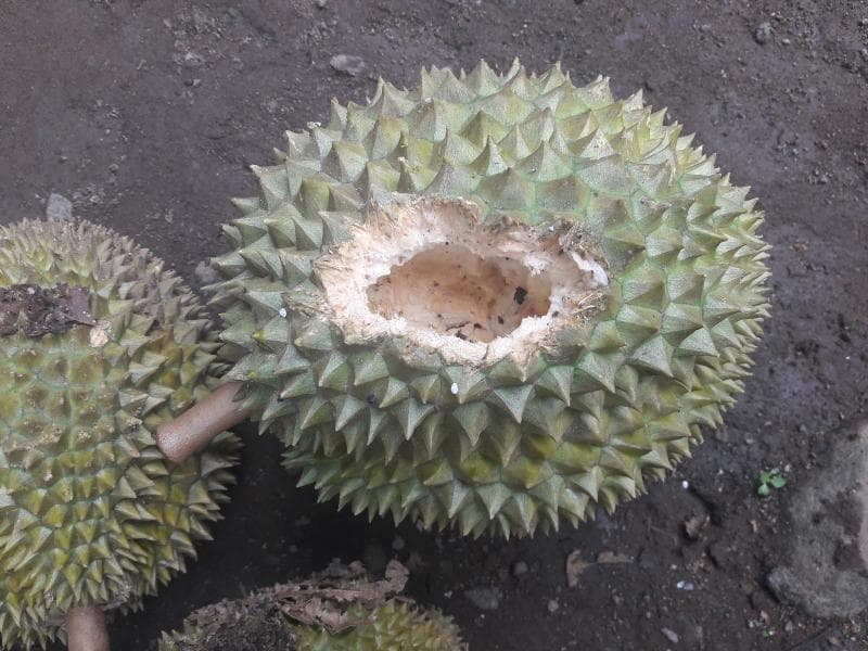 Durian sisa bajing banyak dicari warga. (Rasndesoo.blogspot)