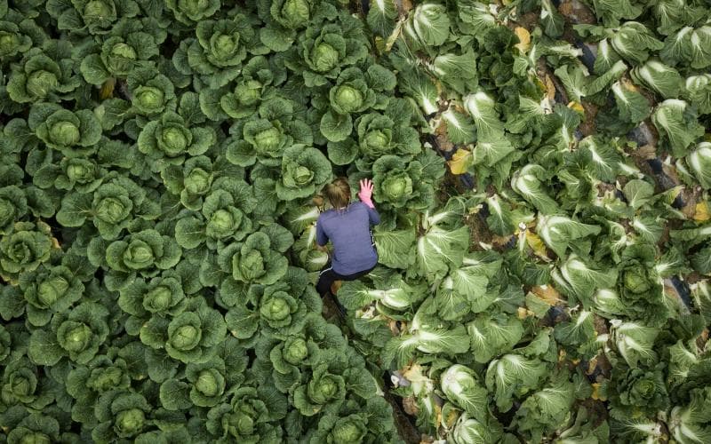 Pertanian kimchi jadi semakin sulit dilakukan gara-gara perubahan iklim. (dailysabah/APPFhoto)