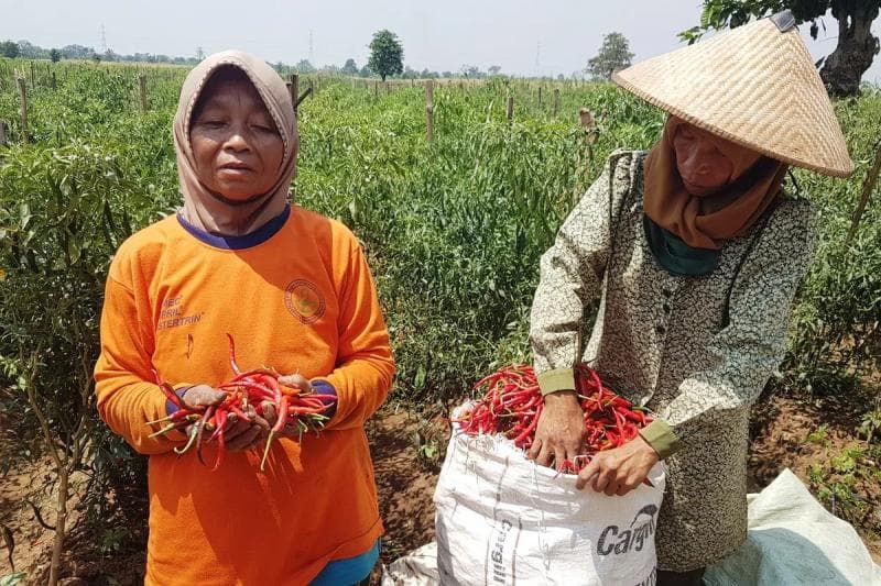 Cuaca yang buruk membuat hasil panen cabai nggak berlimpah. (MI/Jamaah)