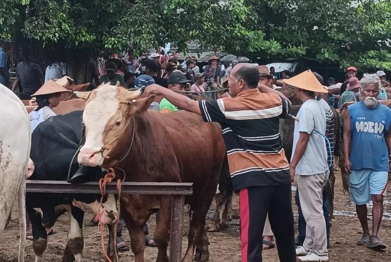 Ilustrasi: Peternak mengalami kepanikan sehingga banyak yang menjual sapinya dengan harga murah. (Radarsolo/Angga Purenda)