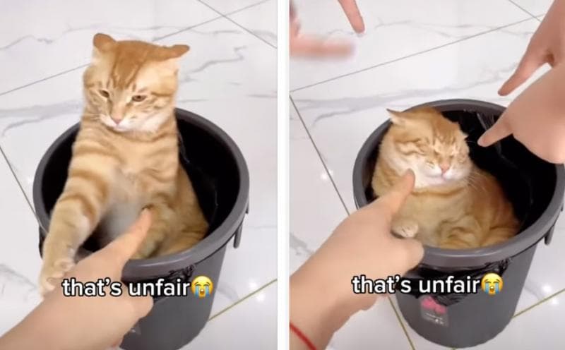 Kucing menganggap gestur ini mengancam atau mengintimidasi mereka. (TikTok/AnimalCare1210)