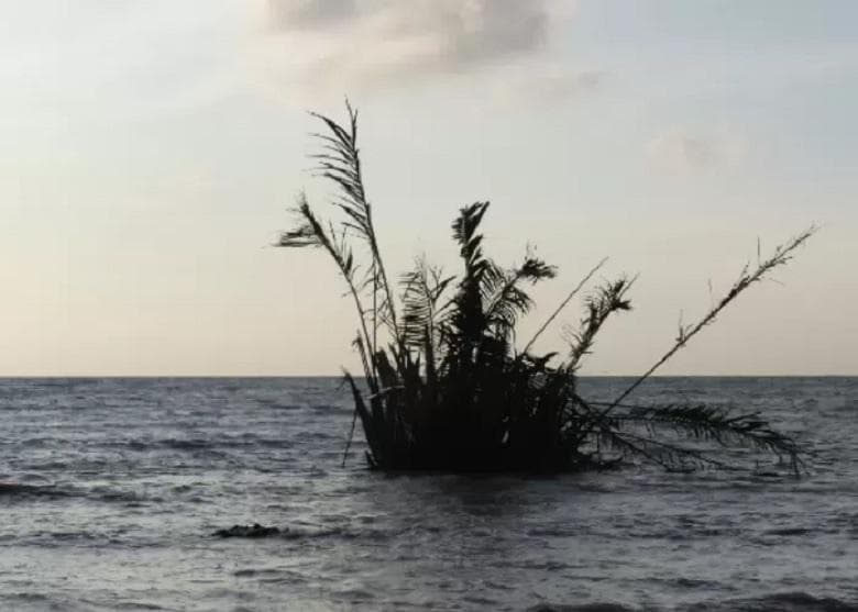 Kemunculan buyuk di Pantai Jepara. (IDZ Creator/Dedy Setyawan)