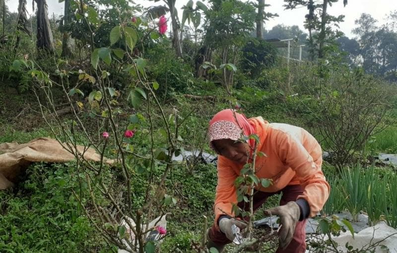 Siti Chasanah saat 'ngrancasi' mawar di ladangnya. (Inibaru.id/ Arie Widodo)