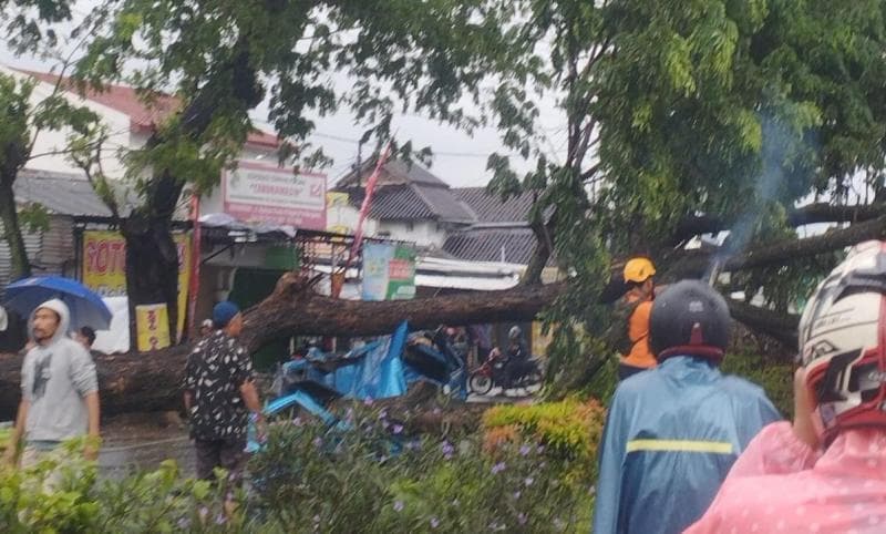 Kondisi mobil Panther tertimpa pohon besar saat belum dievakuasi. (Inibaru.id/Danny Adriadhi Utama)