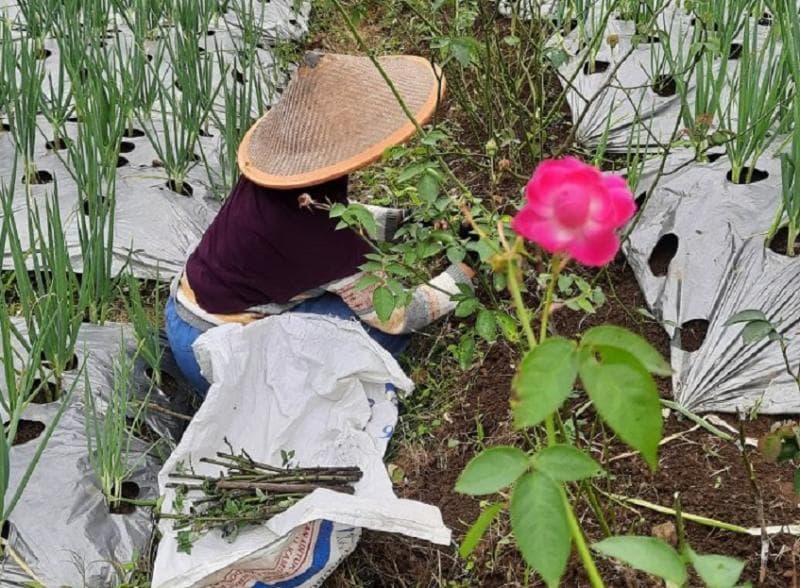 Petani di Sumowono, Kabupaten Semarang, saat menanam mawar tanpa duri di ladangnya. (Inibaru.id/Arie Widodo)