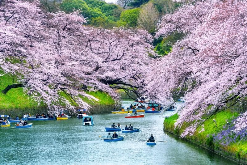 Bunga sakura mekar di Jepang pada musim semi. (Gbni.co.jp)