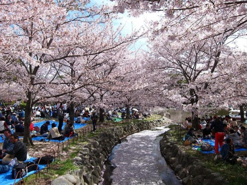 Tradisi Hanami di Jepang. (Megumicenter)