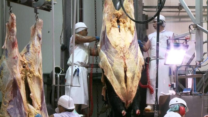 Pekerja perusahaan pemotongan hewan di Selandia Baru. (rnz.co.nz)